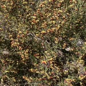 Daviesia genistifolia at Queanbeyan East, NSW - 20 Aug 2022