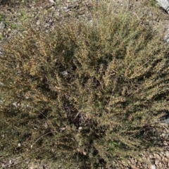 Daviesia genistifolia at Queanbeyan East, NSW - 20 Aug 2022