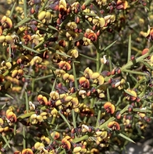 Daviesia genistifolia at Queanbeyan East, NSW - 20 Aug 2022