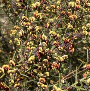 Daviesia genistifolia at Queanbeyan East, NSW - 20 Aug 2022