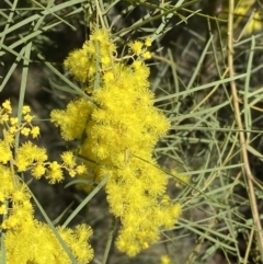 Acacia boormanii (Snowy River Wattle) at Queanbeyan East, NSW - 20 Aug 2022 by SteveBorkowskis