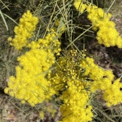 Acacia boormanii at Queanbeyan East, NSW - 20 Aug 2022