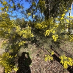 Acacia boormanii at Queanbeyan East, NSW - 20 Aug 2022