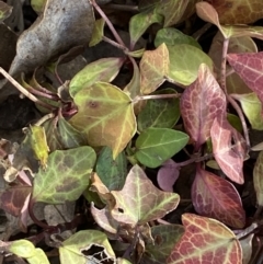 Hedera sp. (Ivy) at Queanbeyan East, NSW - 20 Aug 2022 by SteveBorkowskis