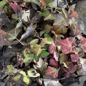 Hedera sp. at QPRC LGA - 20 Aug 2022 02:44 PM
