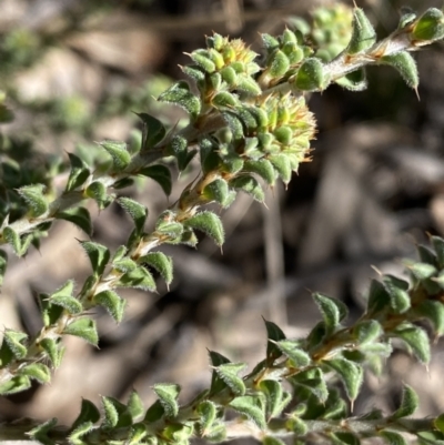 Pultenaea procumbens (Bush Pea) at Queanbeyan East, NSW - 20 Aug 2022 by SteveBorkowskis