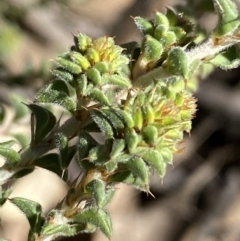 Pultenaea procumbens at Queanbeyan East, NSW - 20 Aug 2022