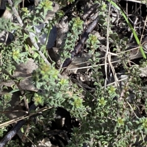 Pultenaea procumbens at Queanbeyan East, NSW - 20 Aug 2022 02:39 PM