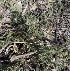 Pultenaea procumbens at Queanbeyan East, NSW - 20 Aug 2022