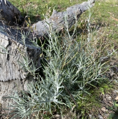 Senecio quadridentatus (Cotton Fireweed) at Queanbeyan East, NSW - 20 Aug 2022 by SteveBorkowskis