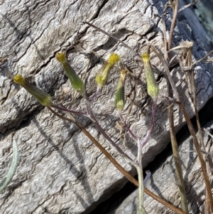 Senecio quadridentatus at Queanbeyan East, NSW - 20 Aug 2022