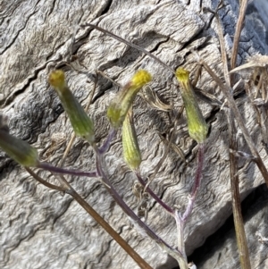 Senecio quadridentatus at Queanbeyan East, NSW - 20 Aug 2022