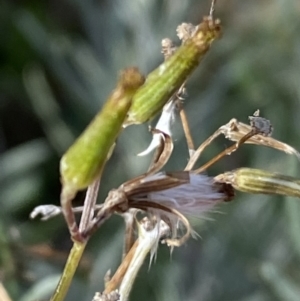 Senecio quadridentatus at Queanbeyan East, NSW - 20 Aug 2022