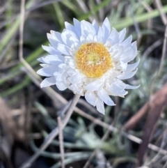 Leucochrysum albicans subsp. tricolor (Hoary Sunray) at Queanbeyan East, NSW - 20 Aug 2022 by SteveBorkowskis