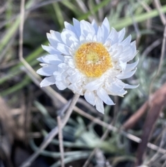 Leucochrysum albicans subsp. tricolor (Hoary Sunray) at Queanbeyan East, NSW - 20 Aug 2022 by Steve_Bok