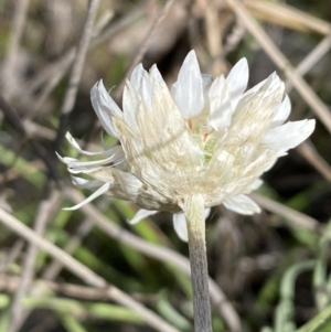 Leucochrysum albicans subsp. tricolor at Queanbeyan East, NSW - 20 Aug 2022