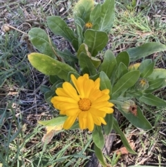 Calendula officinalis (English or Pot Marigold) at Queanbeyan, NSW - 20 Aug 2022 by SteveBorkowskis