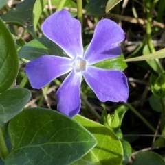 Vinca major (Blue Periwinkle) at Queanbeyan, NSW - 20 Aug 2022 by Steve_Bok