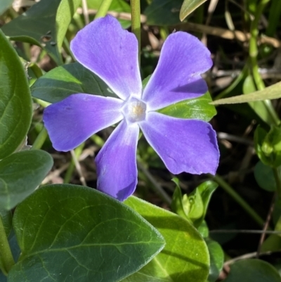 Vinca major (Blue Periwinkle) at Queanbeyan, NSW - 20 Aug 2022 by SteveBorkowskis