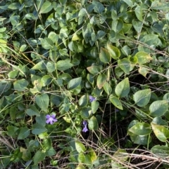 Vinca major at Queanbeyan, NSW - 20 Aug 2022 02:17 PM