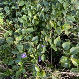 Vinca major at Queanbeyan, NSW - 20 Aug 2022 02:17 PM