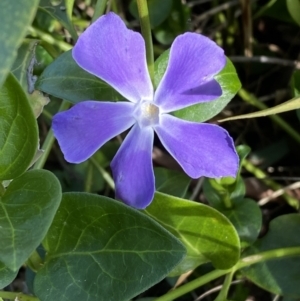 Vinca major at Queanbeyan, NSW - 20 Aug 2022 02:17 PM