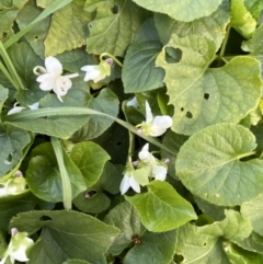 Viola odorata (Sweet Violet, Common Violet) at Queanbeyan, NSW - 20 Aug 2022 by SteveBorkowskis