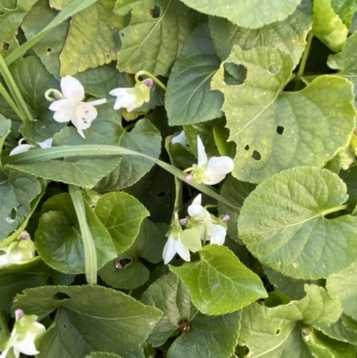 Viola odorata (Sweet Violet, Common Violet) at Queanbeyan, NSW - 20 Aug 2022 by Steve_Bok