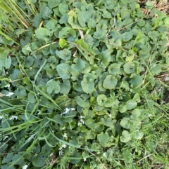 Viola odorata at Queanbeyan, NSW - 20 Aug 2022