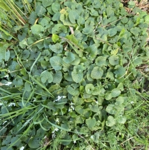 Viola odorata at Queanbeyan, NSW - 20 Aug 2022