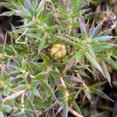 Astroloma humifusum (Cranberry Heath) at Queanbeyan, NSW - 20 Aug 2022 by Steve_Bok