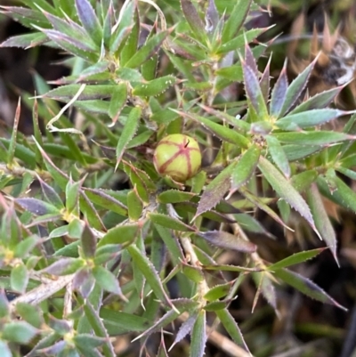 Astroloma humifusum (Cranberry Heath) at Queanbeyan, NSW - 20 Aug 2022 by Steve_Bok