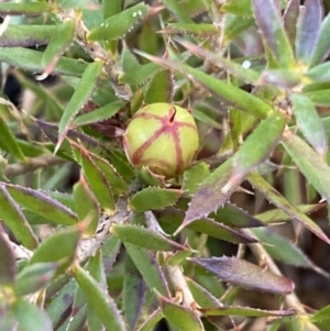 Styphelia humifusum at Queanbeyan, NSW - 20 Aug 2022