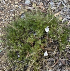 Styphelia humifusum at Queanbeyan, NSW - 20 Aug 2022