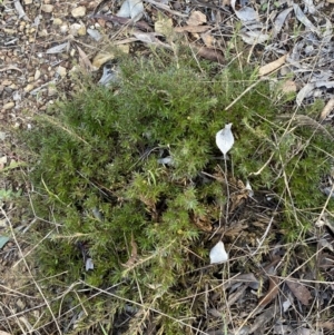 Styphelia humifusum at Queanbeyan, NSW - 20 Aug 2022