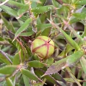 Styphelia humifusum at Queanbeyan, NSW - 20 Aug 2022