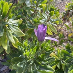 Dimorphotheca ecklonis at Queanbeyan East, NSW - 20 Aug 2022