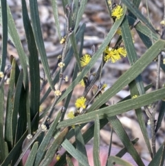 Acacia dawsonii (Dawson's Wattle) at QPRC LGA - 20 Aug 2022 by Steve_Bok