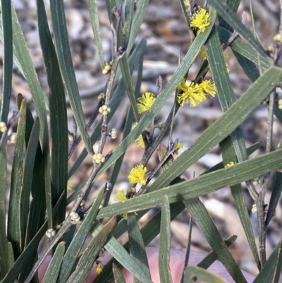 Acacia dawsonii (Dawson's Wattle) at Queanbeyan East, NSW - 20 Aug 2022 by Steve_Bok