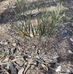 Acacia dawsonii at Queanbeyan East, NSW - 20 Aug 2022 02:12 PM