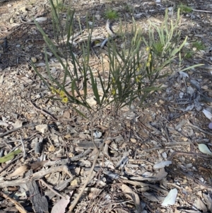 Acacia dawsonii at Queanbeyan East, NSW - 20 Aug 2022
