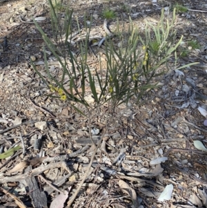 Acacia dawsonii at Queanbeyan East, NSW - 20 Aug 2022 02:12 PM