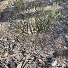 Acacia dawsonii at Queanbeyan East, NSW - 20 Aug 2022