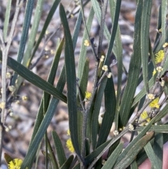 Acacia dawsonii at Queanbeyan East, NSW - 20 Aug 2022 02:12 PM