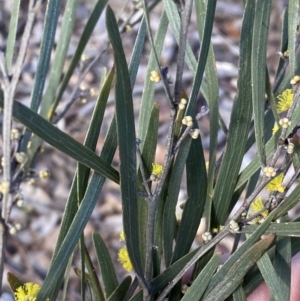 Acacia dawsonii at Queanbeyan East, NSW - 20 Aug 2022