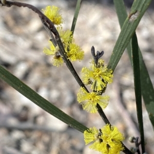 Acacia dawsonii at Queanbeyan East, NSW - 20 Aug 2022