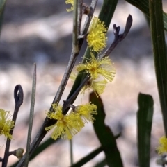 Acacia dawsonii at Queanbeyan East, NSW - 20 Aug 2022 02:12 PM