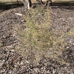 Cassinia sifton (Sifton Bush, Chinese Shrub) at Queanbeyan East, NSW - 20 Aug 2022 by Steve_Bok