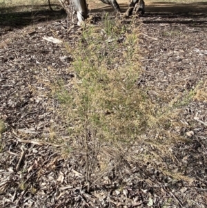 Cassinia sifton at Queanbeyan East, NSW - 20 Aug 2022 02:10 PM