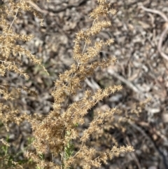 Cassinia sifton at Queanbeyan East, NSW - 20 Aug 2022 02:10 PM